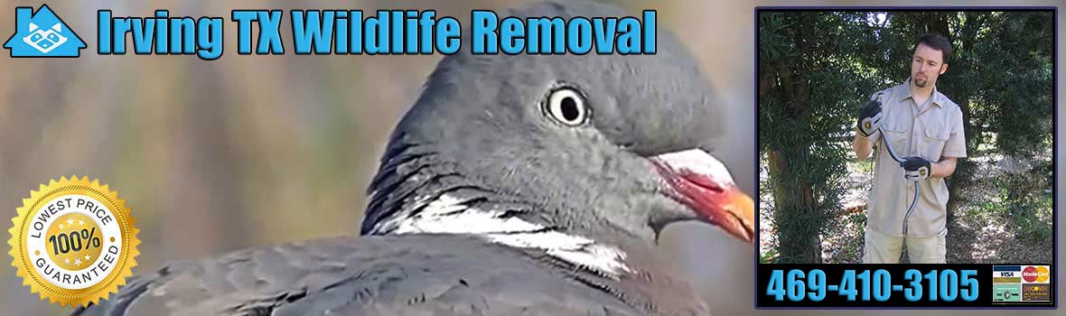 Irving Wildlife and Animal Removal